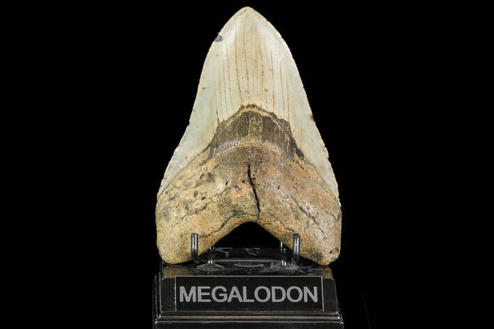Giant, Fossil Megalodon Tooth - North Carolina #109557